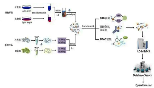 4D-磷酸化修饰蛋白质组学
