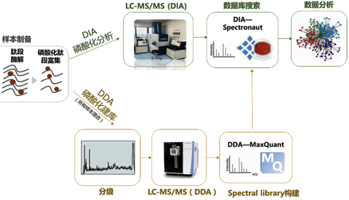 DIA磷酸化蛋白质组学