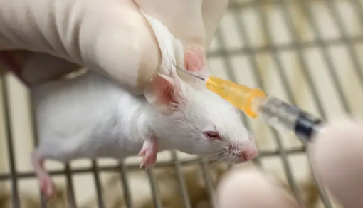 小鼠脓毒血症模型