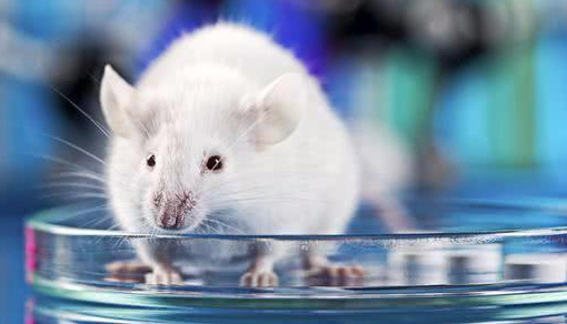 小鼠肝功能衰竭模型