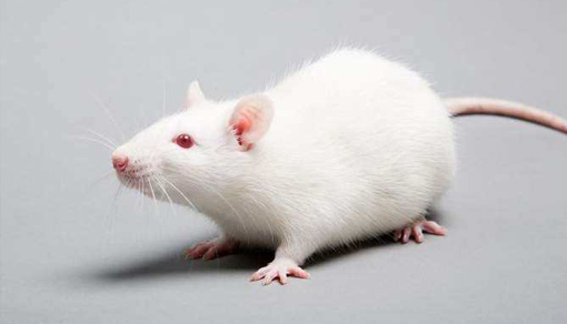 大鼠肝功能衰竭模型