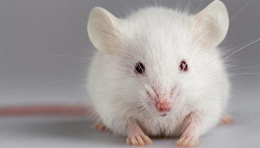 肠易激综合征(IBS)小鼠模型