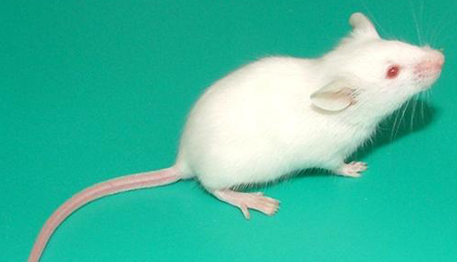 小鼠饮食诱导肥胖模型 
